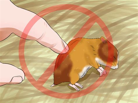 how to hamster not drinking fast 4