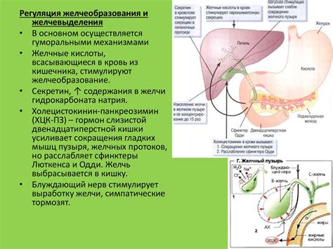 Физиология пищеварения - презентация онлайн