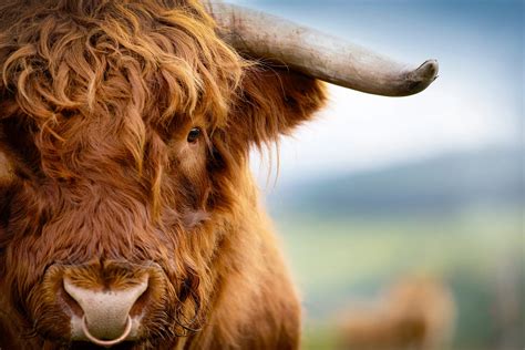 cattle  sale highland cattle society