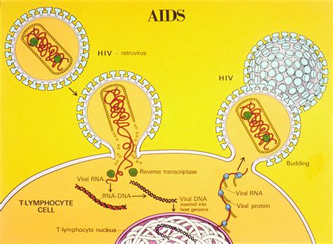 20.6: Disorders of the Immune System - Biology LibreTexts