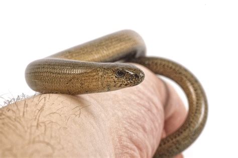 anguis fragilis isolated   royalty  licensable stock