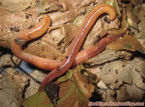 WORM SHOCKER EARTHWORM for fishing dont ever buy nightcralers worms ...