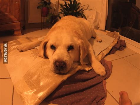 Today's her last day with us, tomorrow her last trip to the vet. Happy ...
