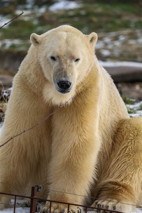 Polar Bear Nature - Free photo on Pixabay - Pixabay
