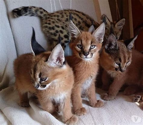 Gatos A Venda De Raça - venda de gatinhos serval, savana e caracal Bonfinopolis GO - Venda de ...