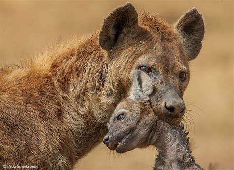 Spotting spotted hyena - Africa Geographic