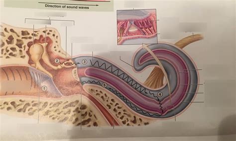 sound wave pathways  ear diagram quizlet