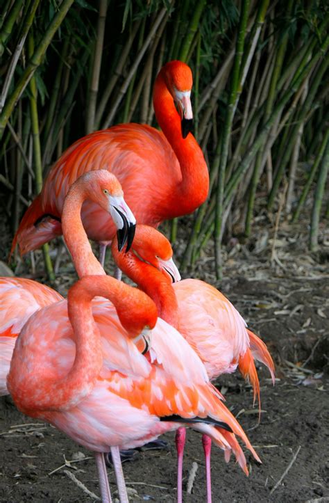 Kendra+Lust+Stockings Photos, Download The BEST Free Kendra+Lust