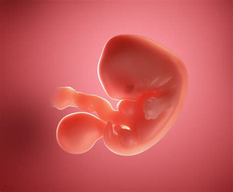 Baby At 6 Weeks Pregnant