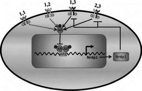 ar controls erbb levels  transcriptional control