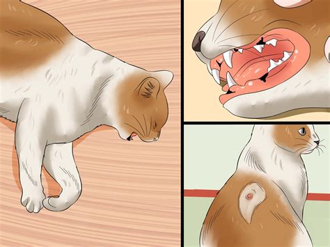 Can Fiv Cats Live With Dogs