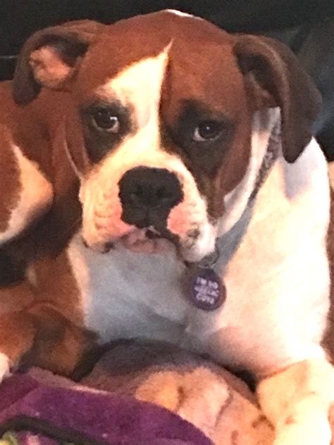 Pin by Angela Terranova Rutledge on Beautiful and funny Boxer Dogs ...