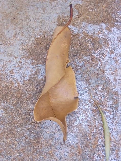 leaf ground leaves  photo  pixabay