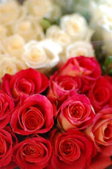 how to get roses to open