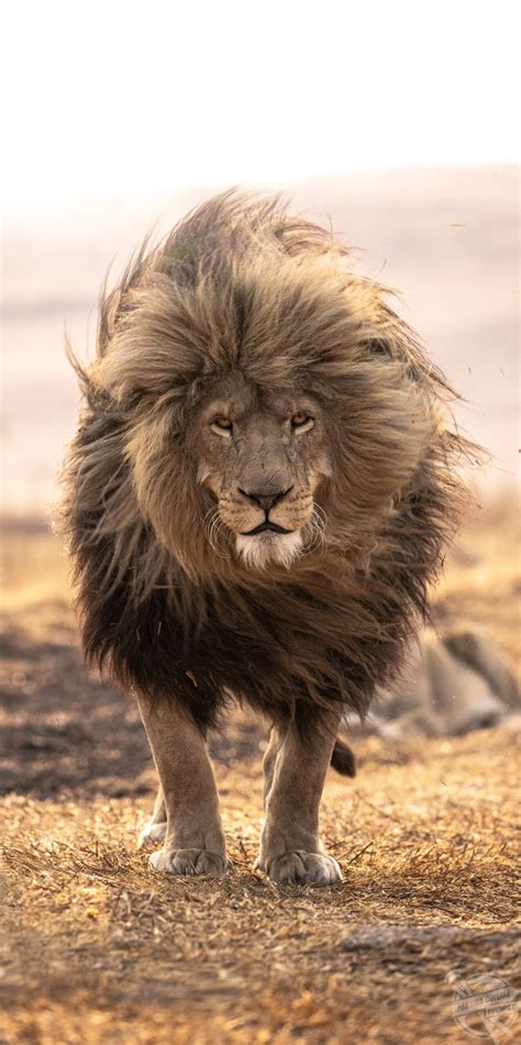 perfect mane media drum world