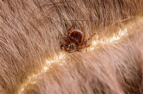 remove  tick   dog