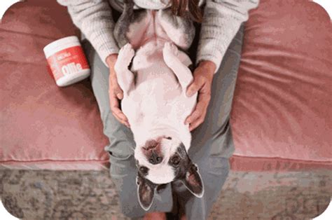 Ollie: Fresh & Healthy, Human-Grade Dog Food Delivery