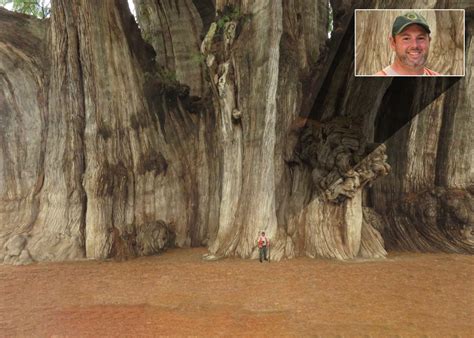 SC FORESTRY COMMISSION CREW DISCOVERS LARGEST TREE ON EARTH - South ...