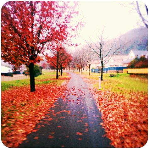 the road is lined with red leaves and there are houses in the distance