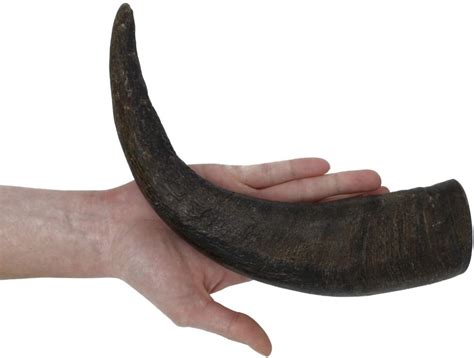 Water Buffalo Horns For Dogs | The Smart Dog Guide