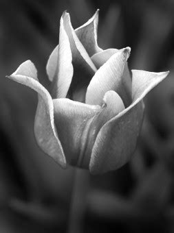 images black  white flower petal close  symmetry macro