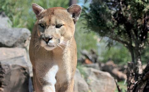 Cougar Close-up Free Stock Photo - Public Domain Pictures