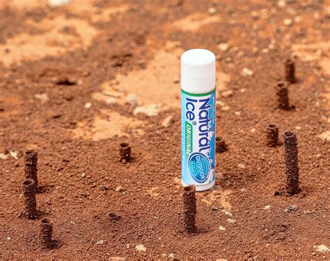 Subterranean bee hive under construction... — GEOPHOTOSCAPES