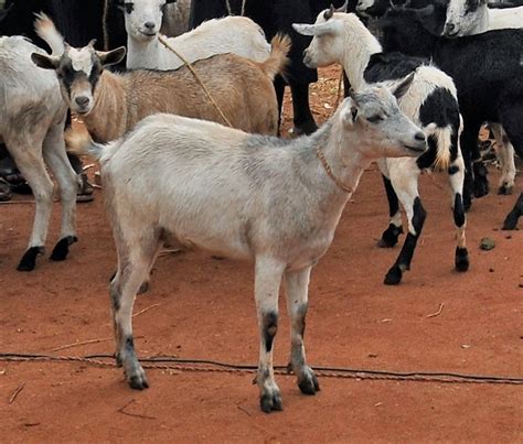 een geit voor een beter leven wilde ganzen