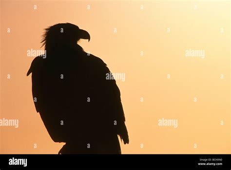 Bald Eagle Silhouette at Sunset Kenai Peninsula AK Stock Photo - Alamy