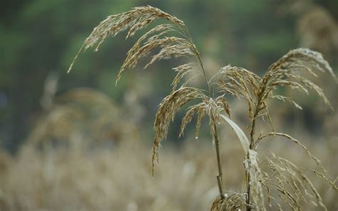 Autumn Free Wallpaper - Autumn Reed Wallpapers - HD Wallpapers 93124