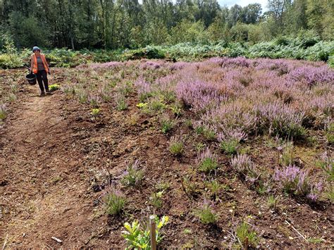 Birch Moss covert heather patch - Trafford Wildlife
