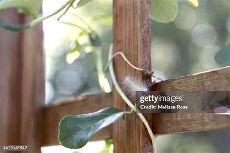 White Fuzzy Caterpillar Photos and Premium High Res Pictures - Getty Images