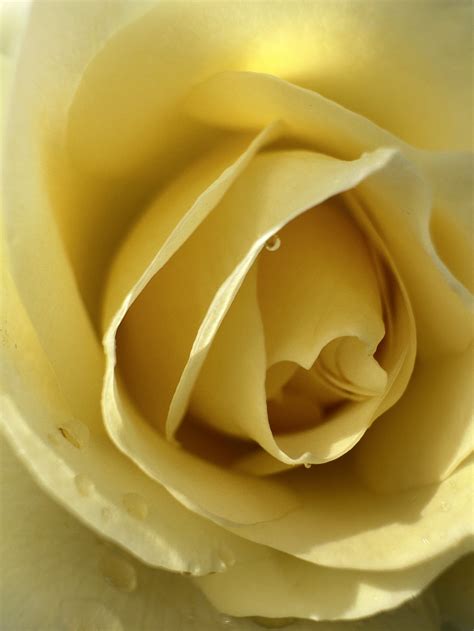 Madelyn Rose Wellbeing