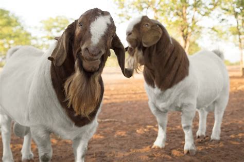 Boer Goat Feed Management: Understanding Feeding Requirements, Program ...