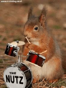 Funny Squirrel GIFs | Tenor