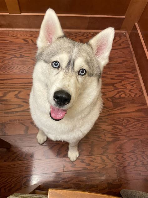 Lost and Found Pets-St. Louis, MO | Facebook