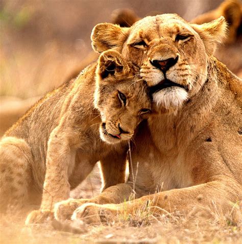 10 Best Family Tours in South Africa 2025/2026 - TourRadar