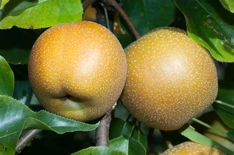 Nashi-Birne » Diese Sorten können Sie anbauen