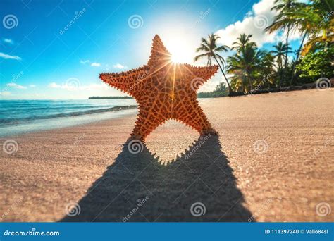 Estrellas De Mar En La Playa En La Salida Del Sol Foto de archivo ...