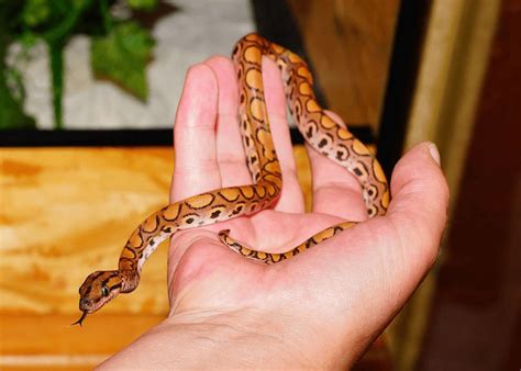 O Que Significa Sonhar Com Filhotes De Cobra - O que significa sonhar com filhote de cobra? - Interpretação de sonhos