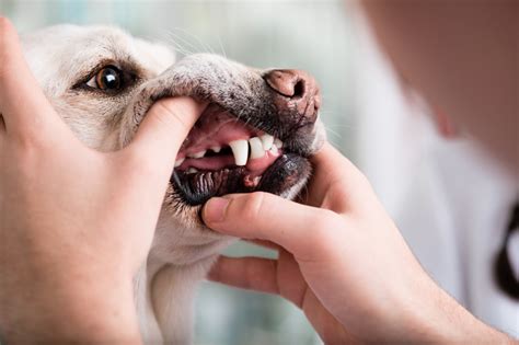 Com Quantos Anos O Cachorro Perde Os Dentes Na Velhice - Com quantos anos o cachorro perde os dentes? Blog da Cobasi