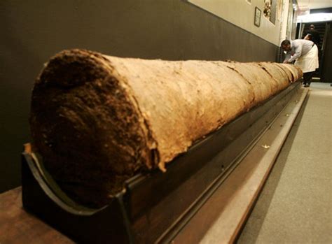 38 Weirdest World Records Ever Held | Weird world, World records ...
