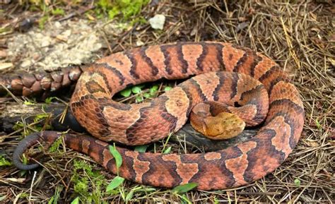 12 Venom-Related Facts About Copperheads in Kentucky