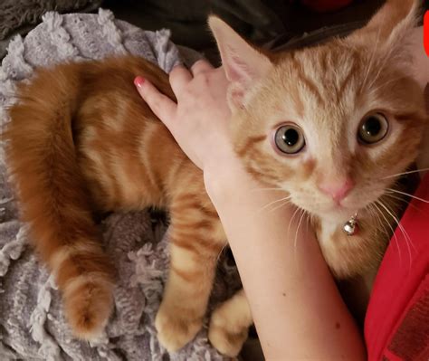 Discover more like Bottlebrush: Macaroni knocked over a broom. Very