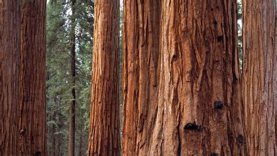 Nature Reserves & National Parks Portal | Britannica