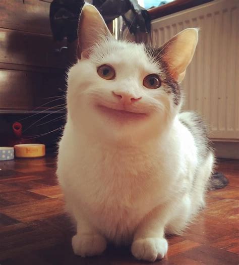 funny cat pictures memes