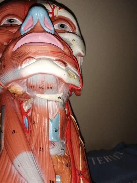 regions   neck diagram quizlet