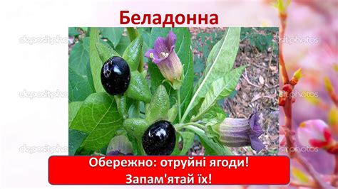 З якої ягоди намисто. Їстівні та отруйні ягоди. - YouTube