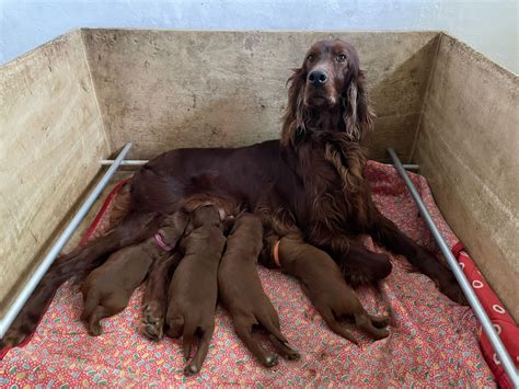 Cuccioli setter irlandese aprile 2022 - Allevamento Scarna's Red Dream