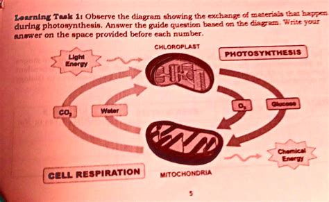 Revealing The Photosynthetic Powerhouse Where In The Cell Does This Lifegiving Process Occur